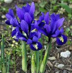 iris-reticulata.jpg