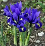 iris-reticulata.webp