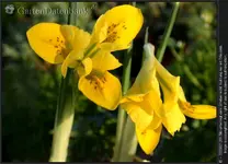 winteriris.webp