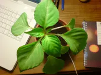 DSC00280.webp