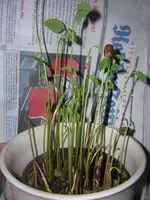 DSCN1444.webp