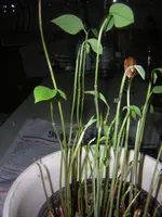 DSCN1445.webp
