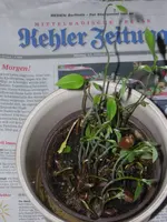 DSCN1447.webp