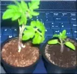 tomate.webp