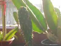 DSCN1451.webp