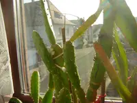 DSCN1453.webp