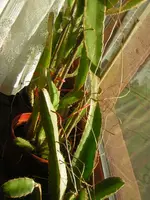 DSCN1454.webp