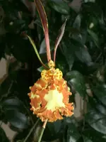 Psychopsis.webp