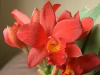 Little Hazel.webp