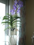 vanda blue magic.JPG