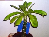DSC00044.webp