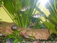 Fischis.webp