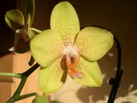 CIMG3052.webp