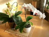 CIMG3056.webp