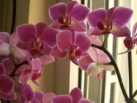 CIMG3151.webp