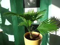 DSCF0214a.webp