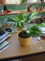 DSCF0206a.webp