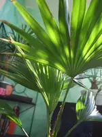 DSCF0210a.webp