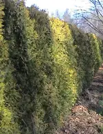 thuja.webp