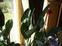 CIMG1077.webp