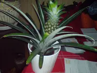 DSC00039.webp
