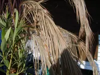 S5000221.webp