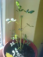 DSC00817.webp