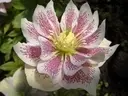 galerie6[1].webp