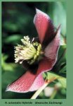 helleborus1[1].jpg