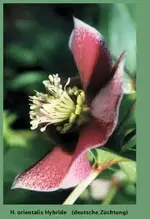 helleborus1[1].webp