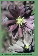 helleborus2[1].webp