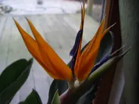 CIMG1085.webp
