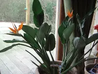 CIMG1090.webp
