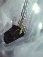 DSC00497.webp