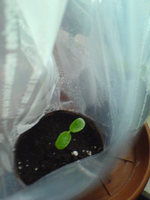 DSC00498.webp