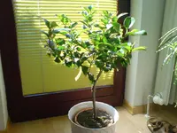 DSC00012 (1).webp