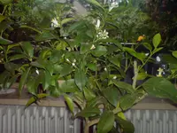 DSC00016.webp