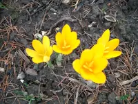 CIMG0577.webp