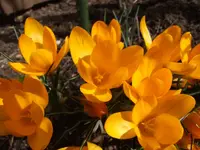 Bild 105.webp