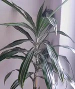 E.webp