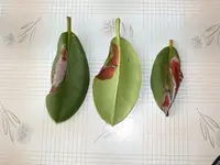 DSCN3231-500.webp