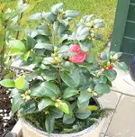 P1040768_.webp