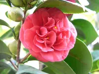 P1040769_.webp