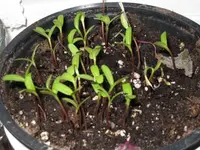 IMG_0803 Paprika.webp