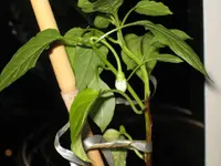 IMG_0801Paprika im Februar.webp