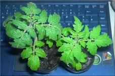 tomate1.webp