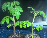 tomate2.webp