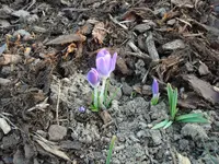 Frühlingserwachen 24.02.2008.webp