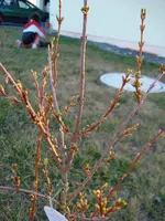 Forsythie... brauch noch weng.webp
