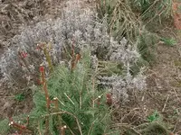 Bild 009.webp
